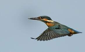 Common Kingfisher