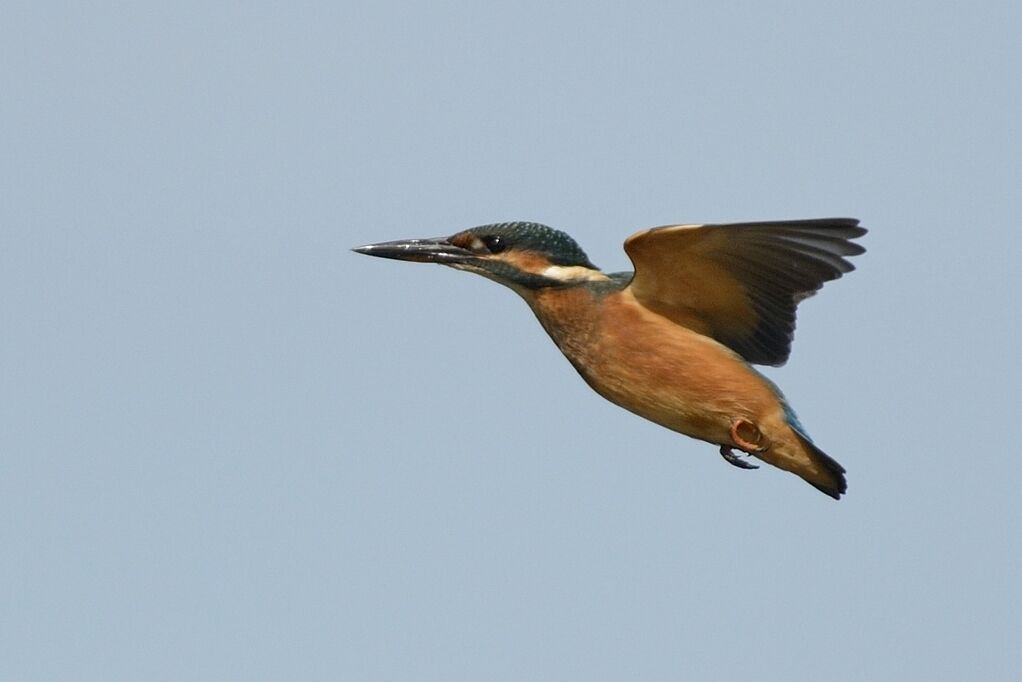 Martin-pêcheur d'Europe femelle immature, Vol