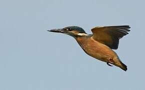 Common Kingfisher