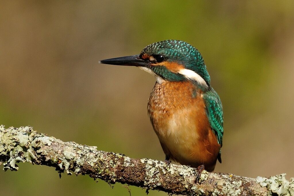 Common Kingfisher male immature, close-up portrait