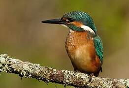 Common Kingfisher