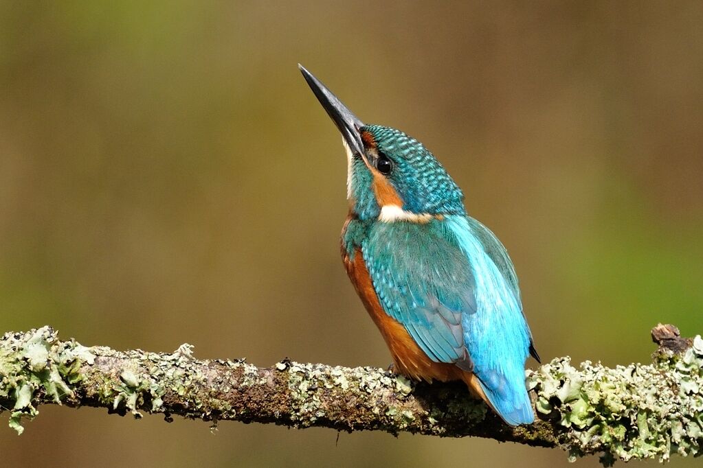 Martin-pêcheur d'Europe mâle immature, identification