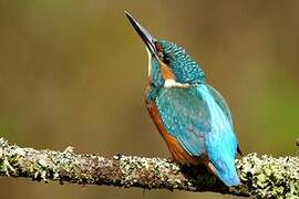 Common Kingfisher