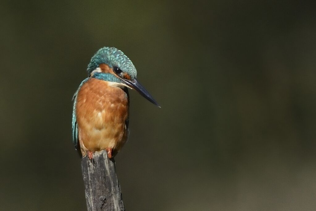 Common Kingfisher female adult, close-up portrait