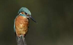 Common Kingfisher