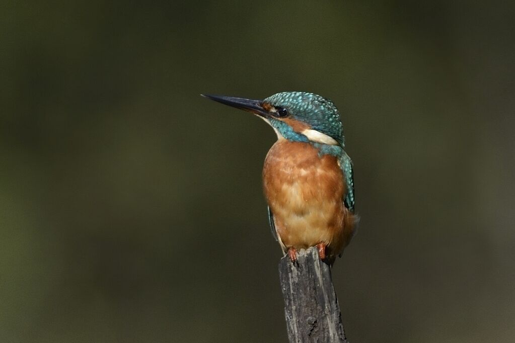 Common Kingfisher female adult, close-up portrait