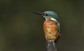 Common Kingfisher