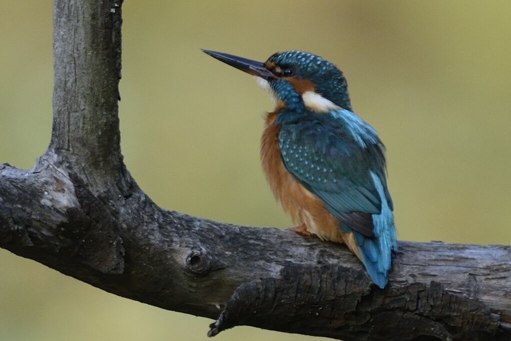 Common Kingfisher female adult, habitat