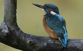 Common Kingfisher