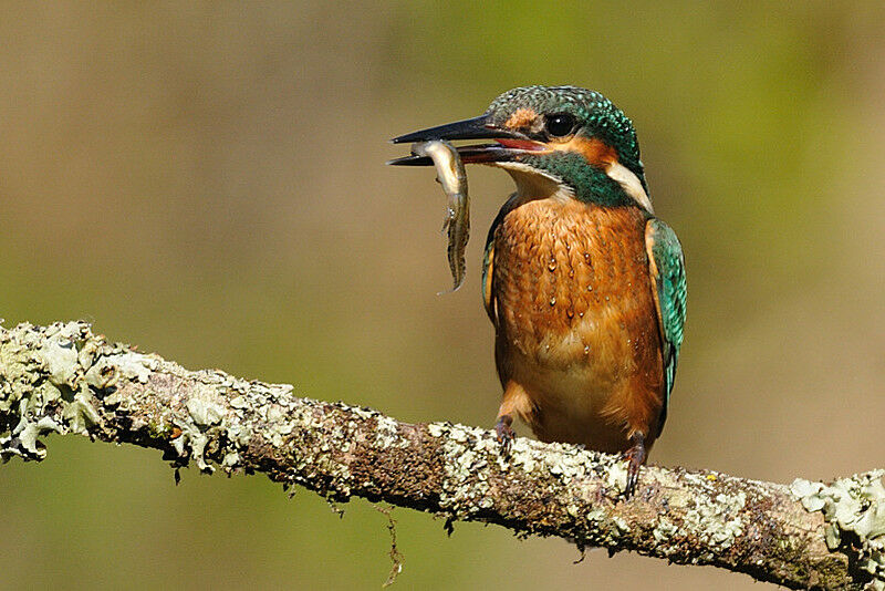 Martin-pêcheur d'Europe mâle immature