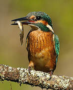 Common Kingfisher