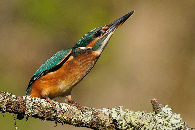 Martin-pêcheur d'Europe femelle immature