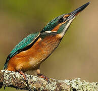 Common Kingfisher