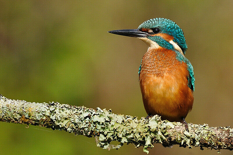 Common Kingfisher male First year