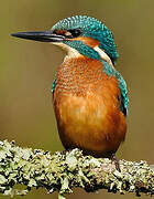 Common Kingfisher