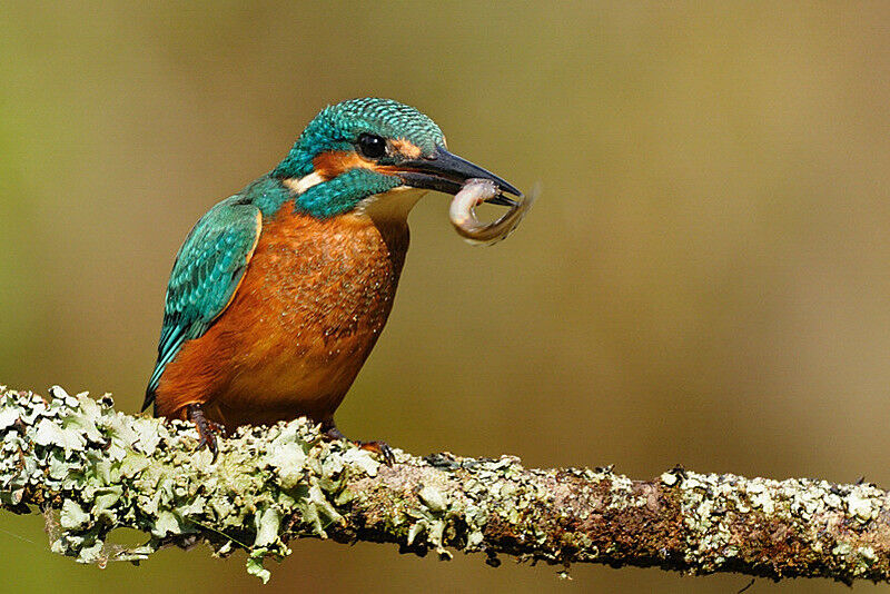 Common Kingfisher