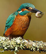 Common Kingfisher