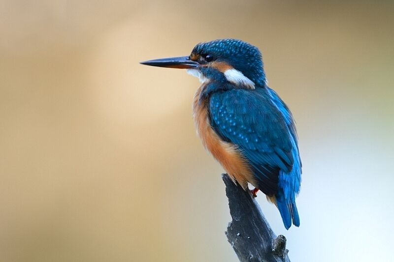 Common Kingfisher female adult