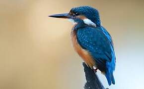 Common Kingfisher