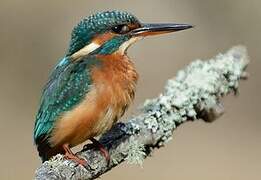 Common Kingfisher