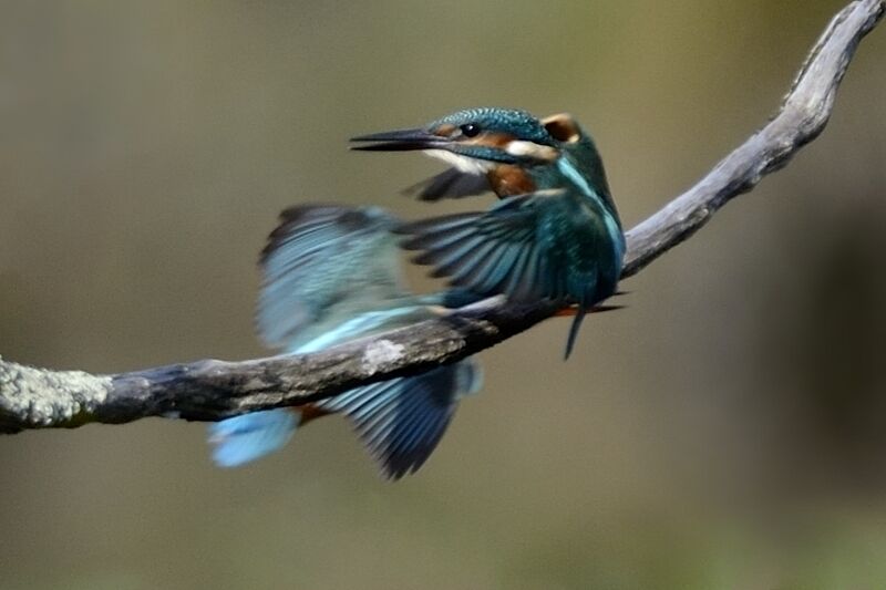 Common Kingfisher immature