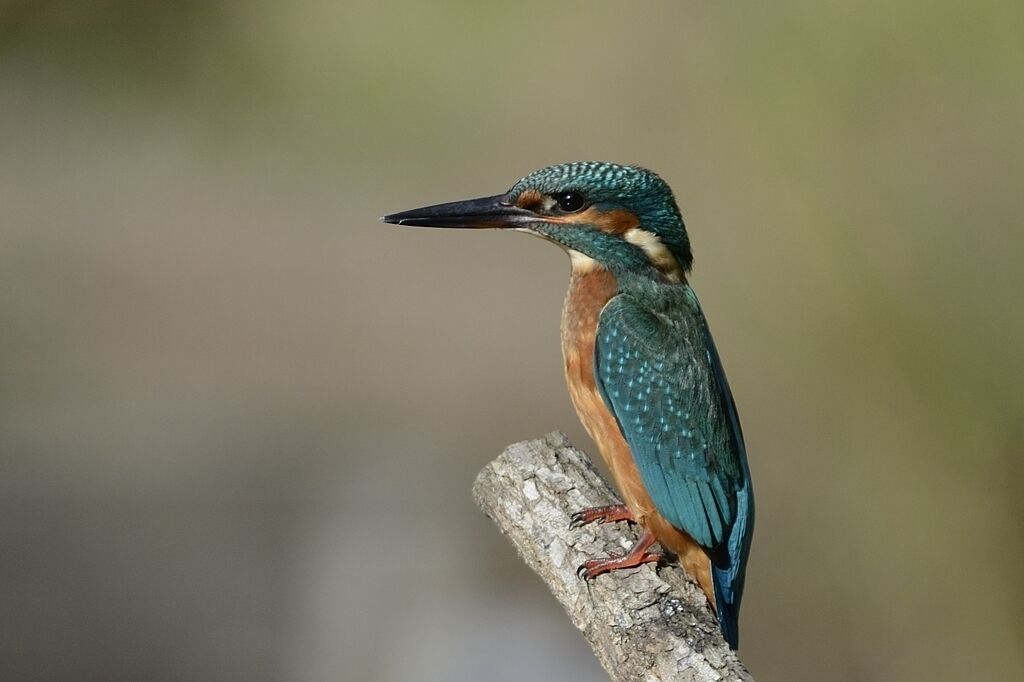 Common Kingfisher female immature