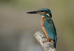 Common Kingfisher