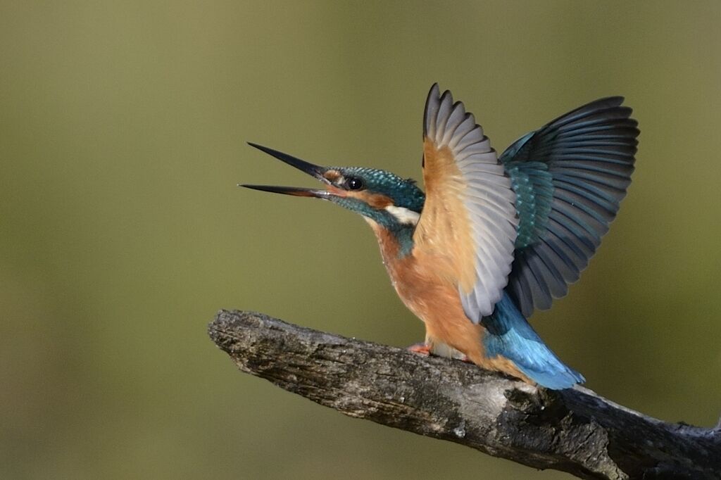 Martin-pêcheur d'Europe femelle immature