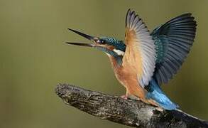 Common Kingfisher