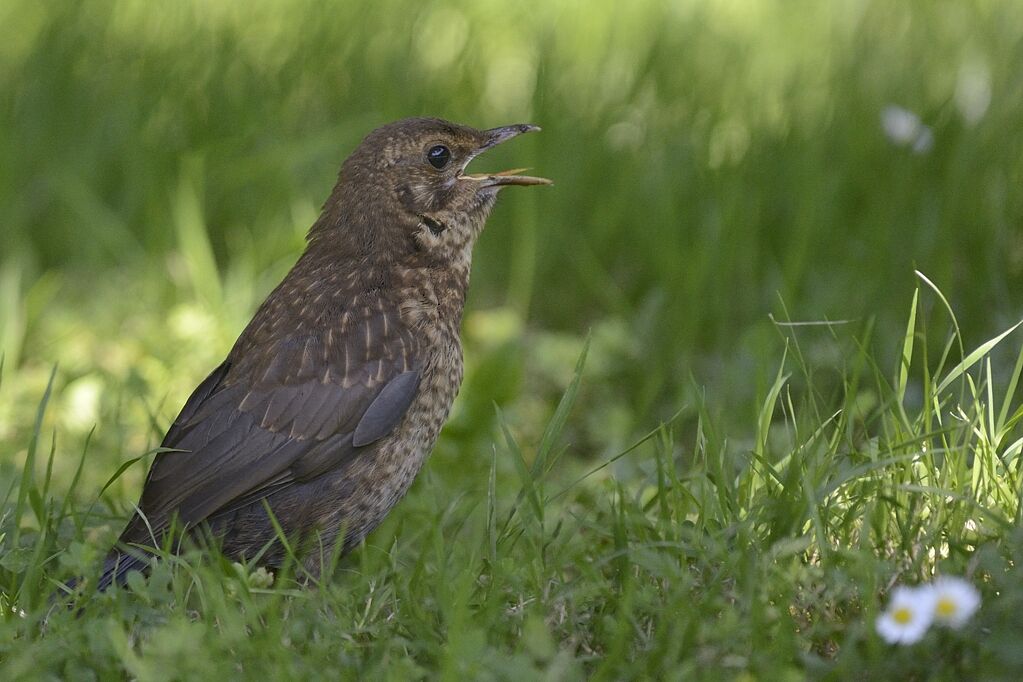 Common Blackbirdimmature