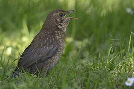 Common Blackbird