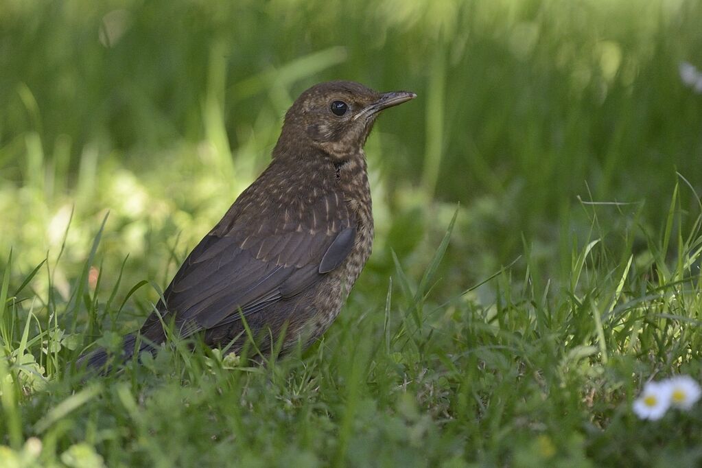 Common Blackbirdimmature