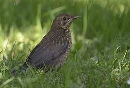 Common Blackbird