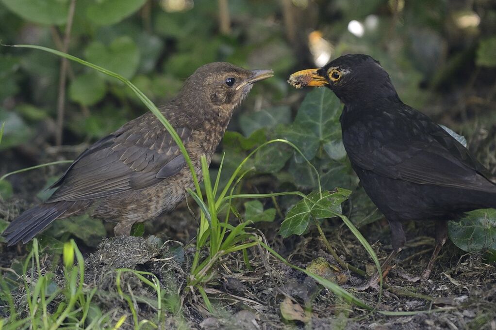 Common Blackbirdimmature