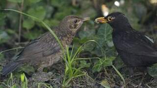 Common Blackbird