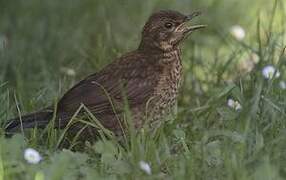 Common Blackbird