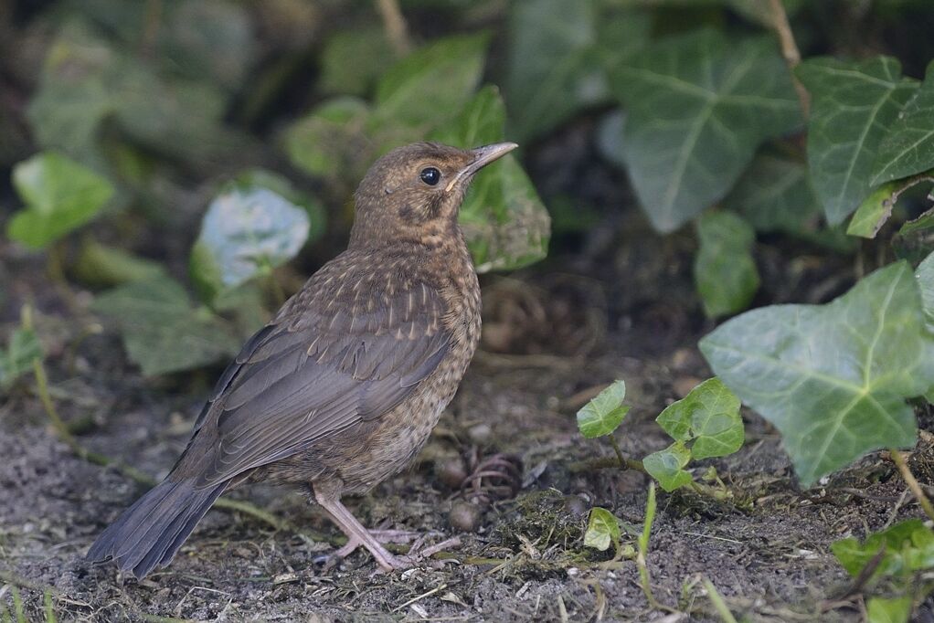 Common Blackbirdimmature