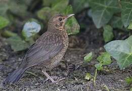 Common Blackbird