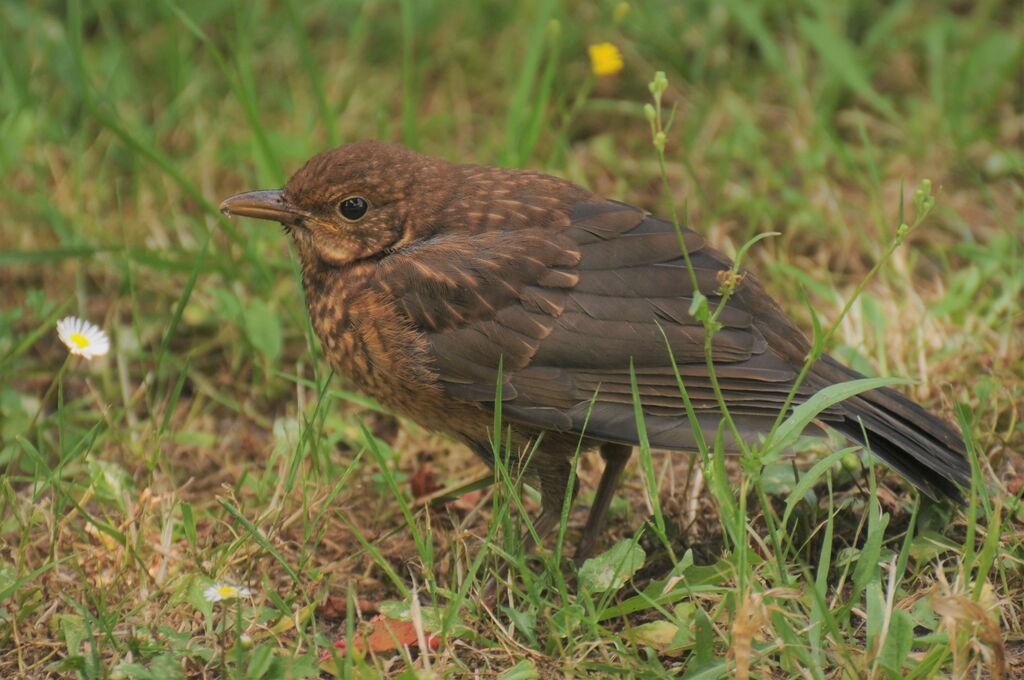 Common Blackbird