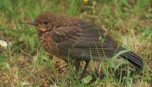 Common Blackbird