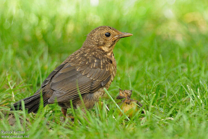 Merle noirjuvénile, identification