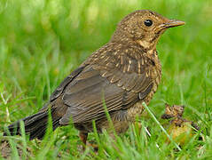 Common Blackbird