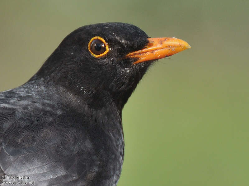 Merle noir mâle adulte, portrait