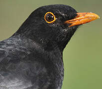 Common Blackbird