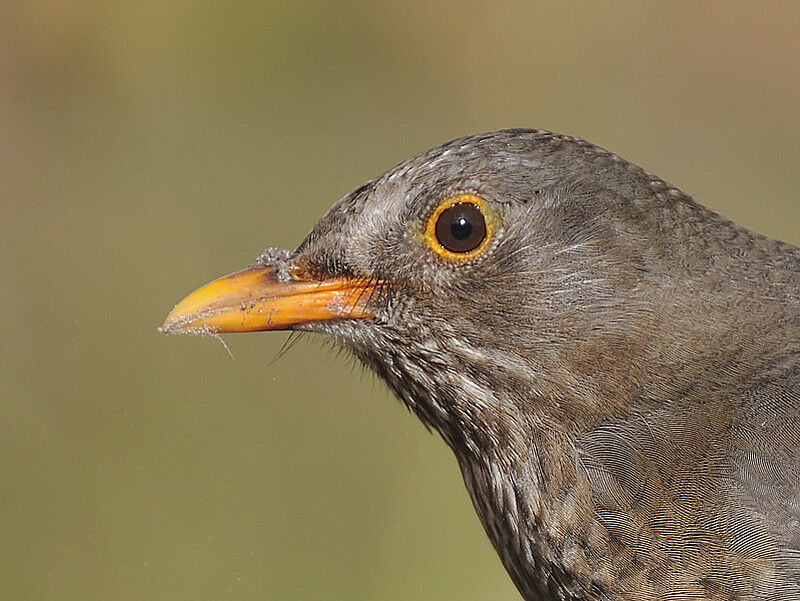 Common Blackbird female adult