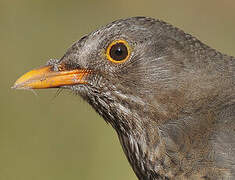 Common Blackbird