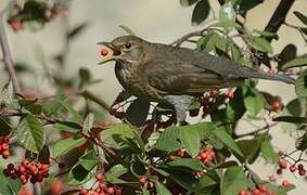 Common Blackbird