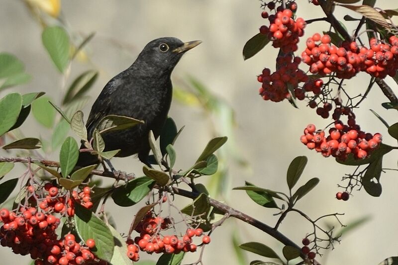 Common BlackbirdFirst year