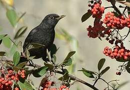 Common Blackbird