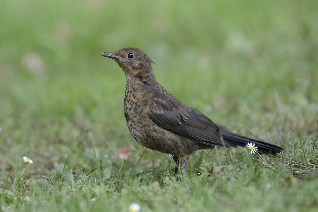 Common Blackbirdimmature, pigmentation